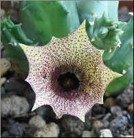 Huernia sp. Tondeldoos 1